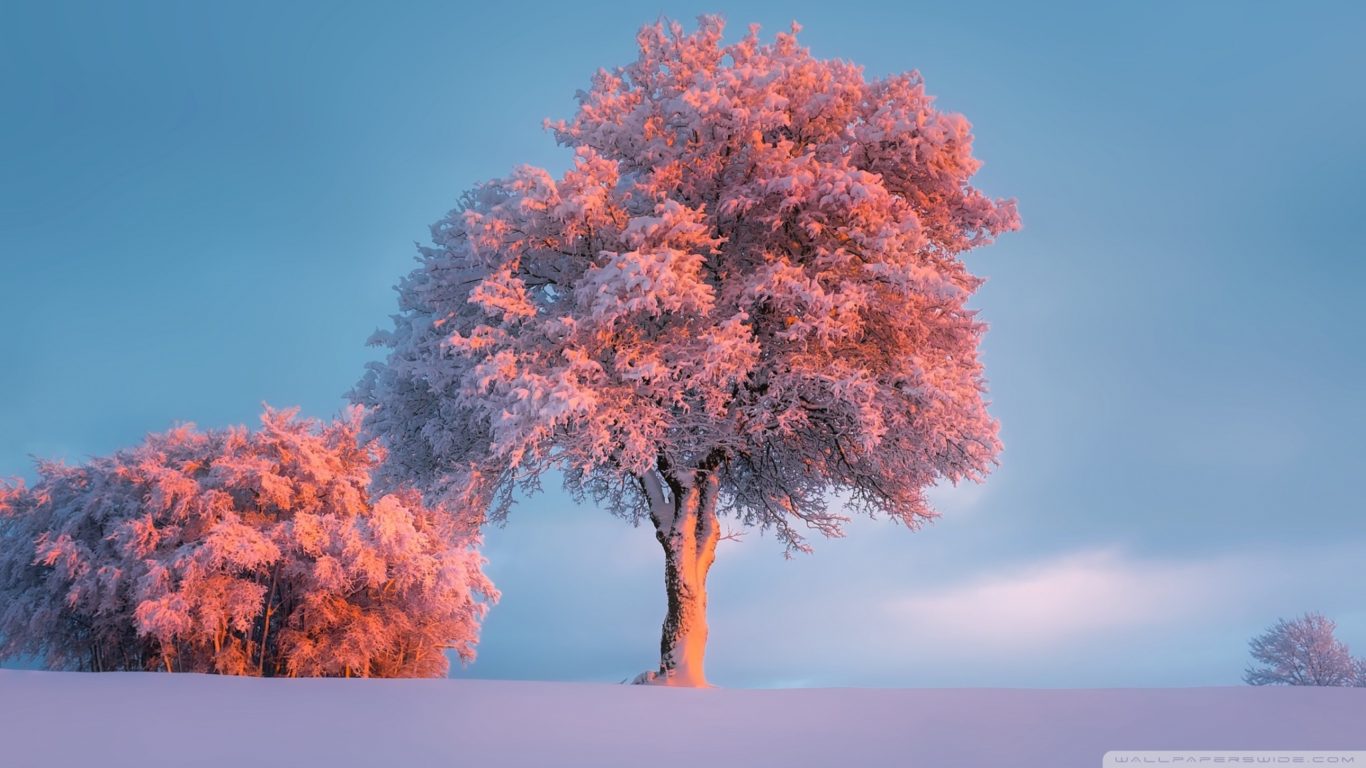 Trees, Winter, Pink Sunset | HD Wallpapers