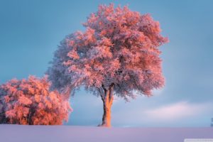 Trees, Winter, Pink Sunset HD desktop wallpaper