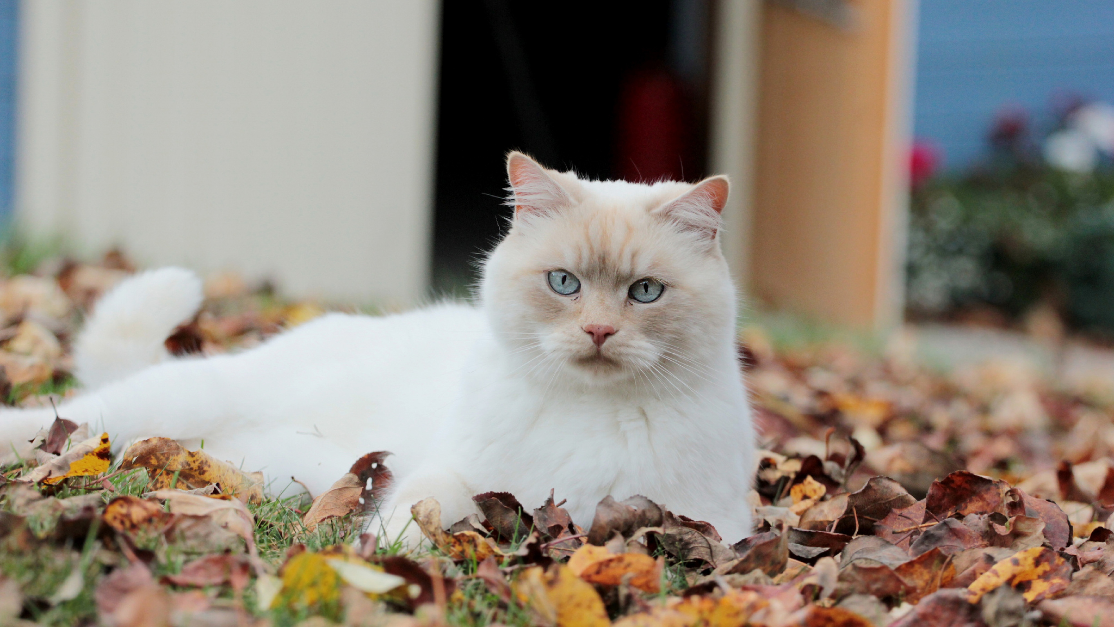 Cat, Leaves, Autumn
