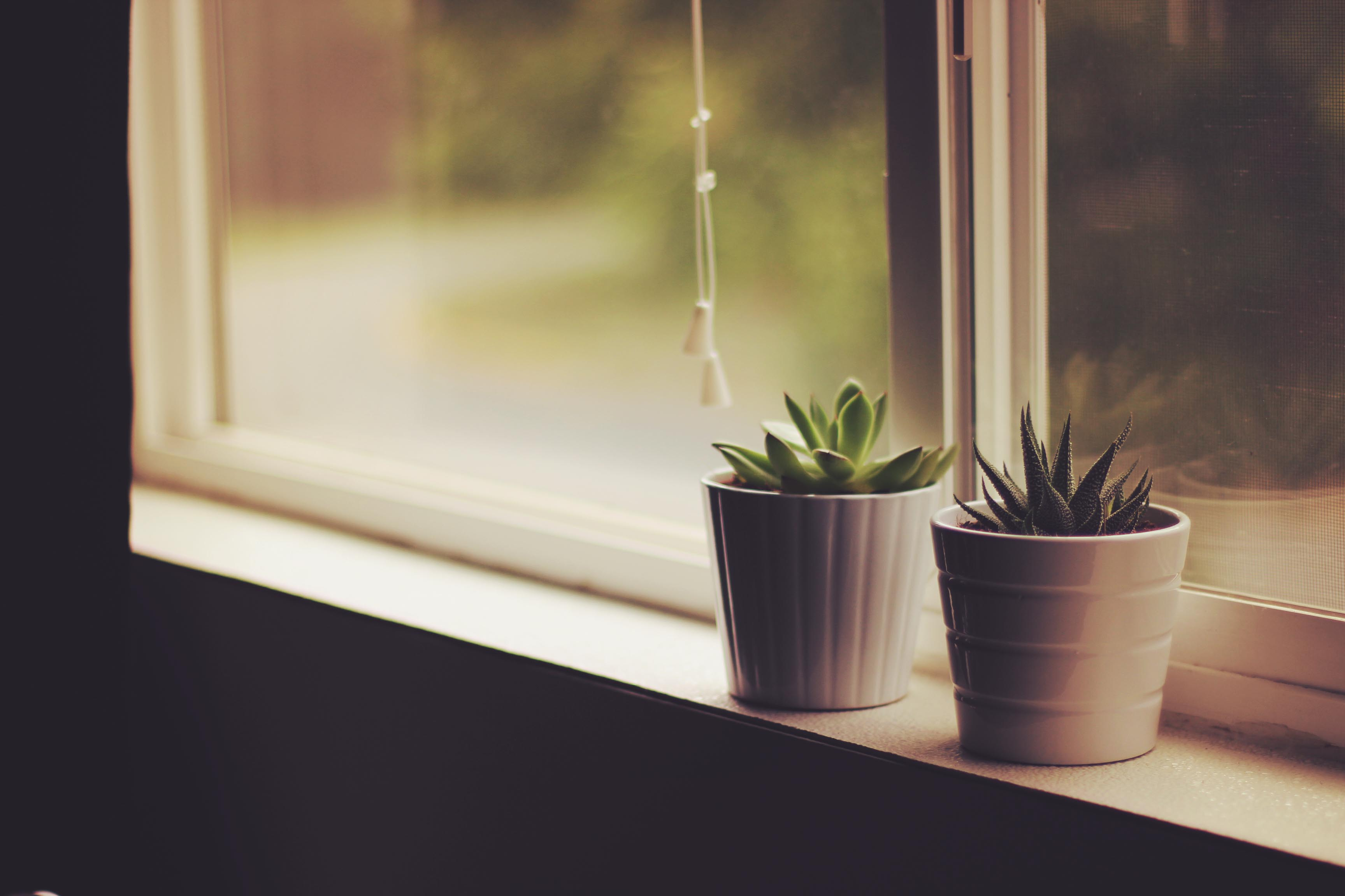 Flower pots Window sill Indoor plants