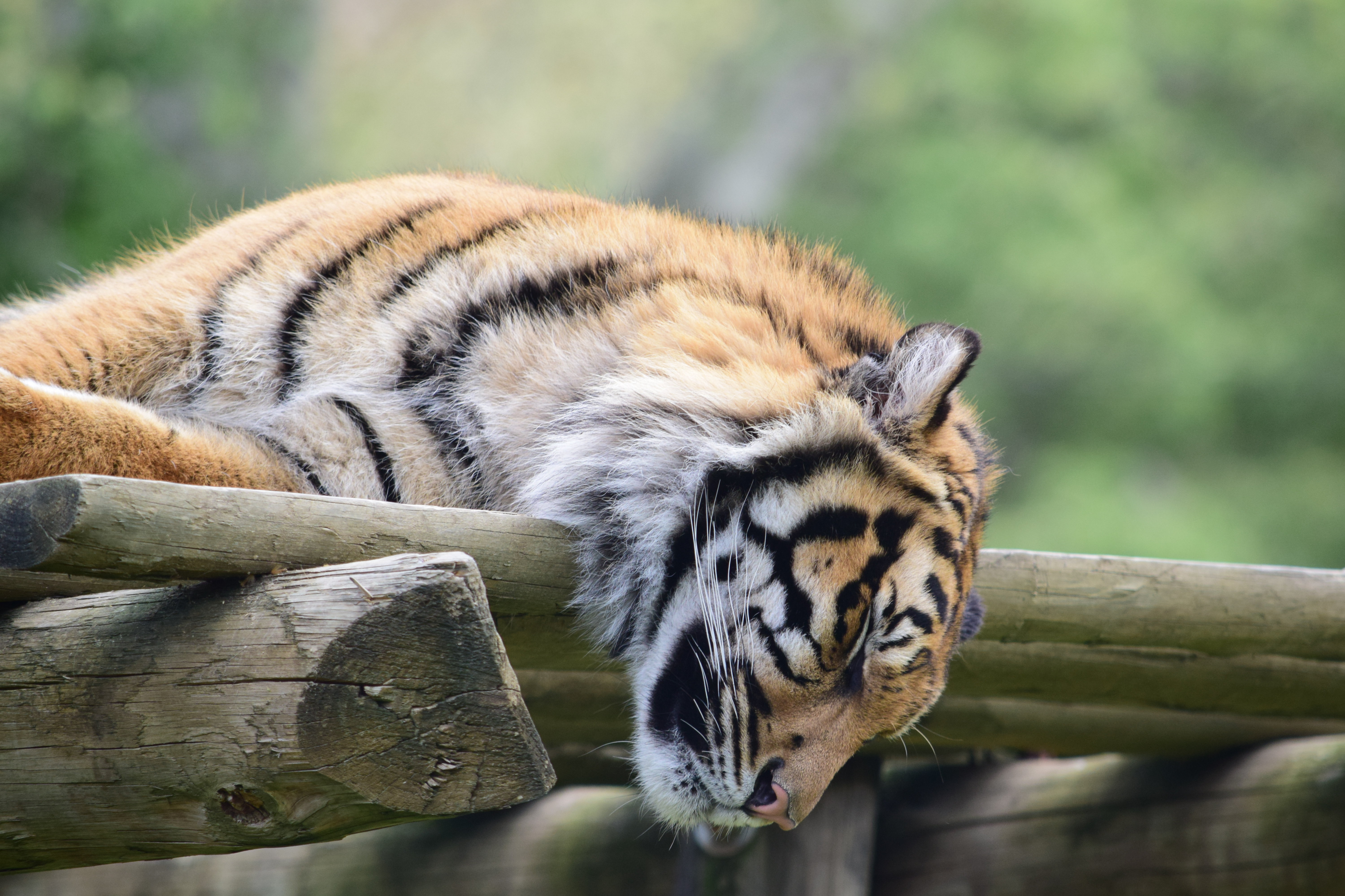 Tiger Muzzle Sleep Predator