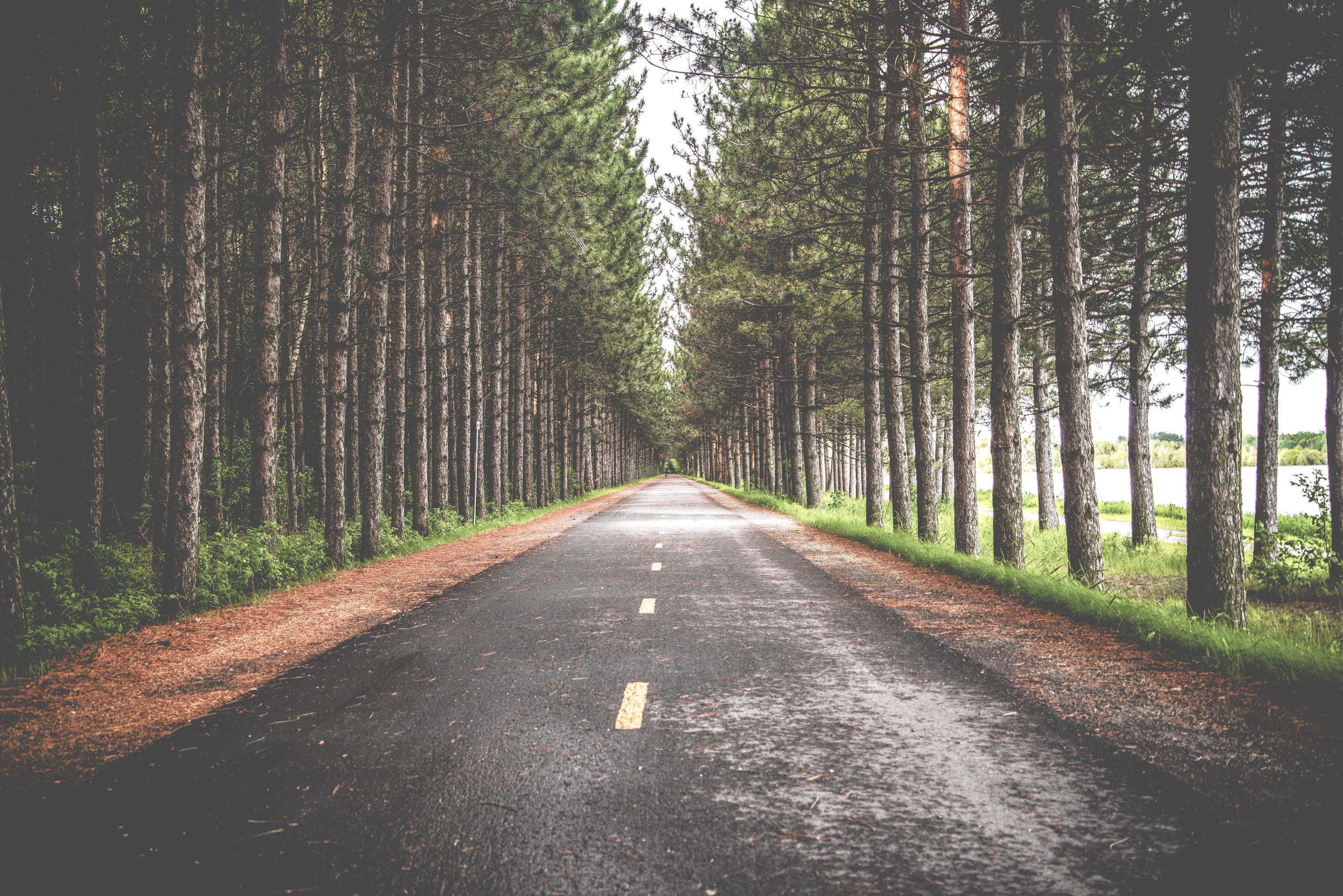Road, Trees, Marking wallpaper HD Wallpapers