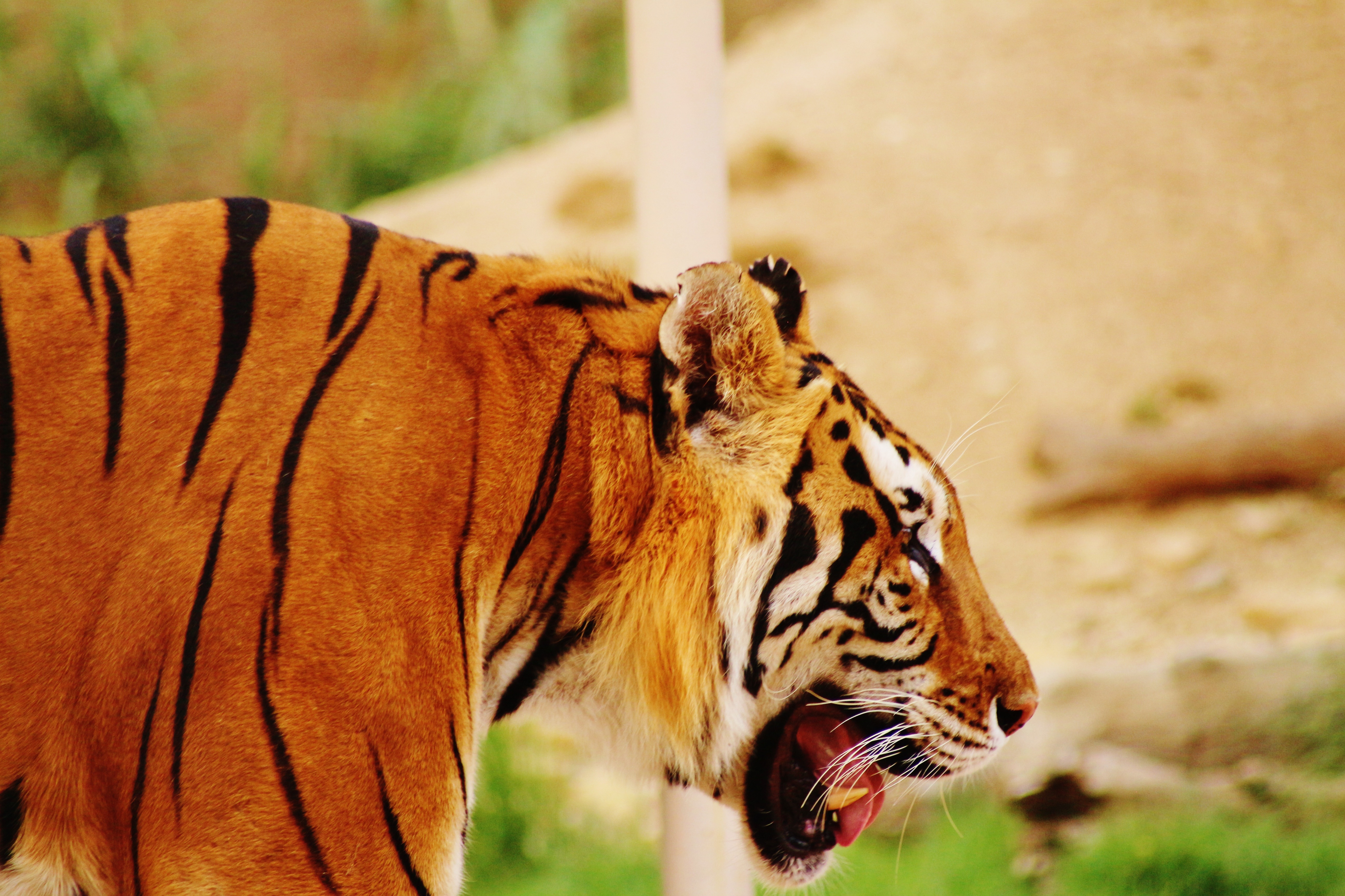 Tiger Muzzle Profile Predator