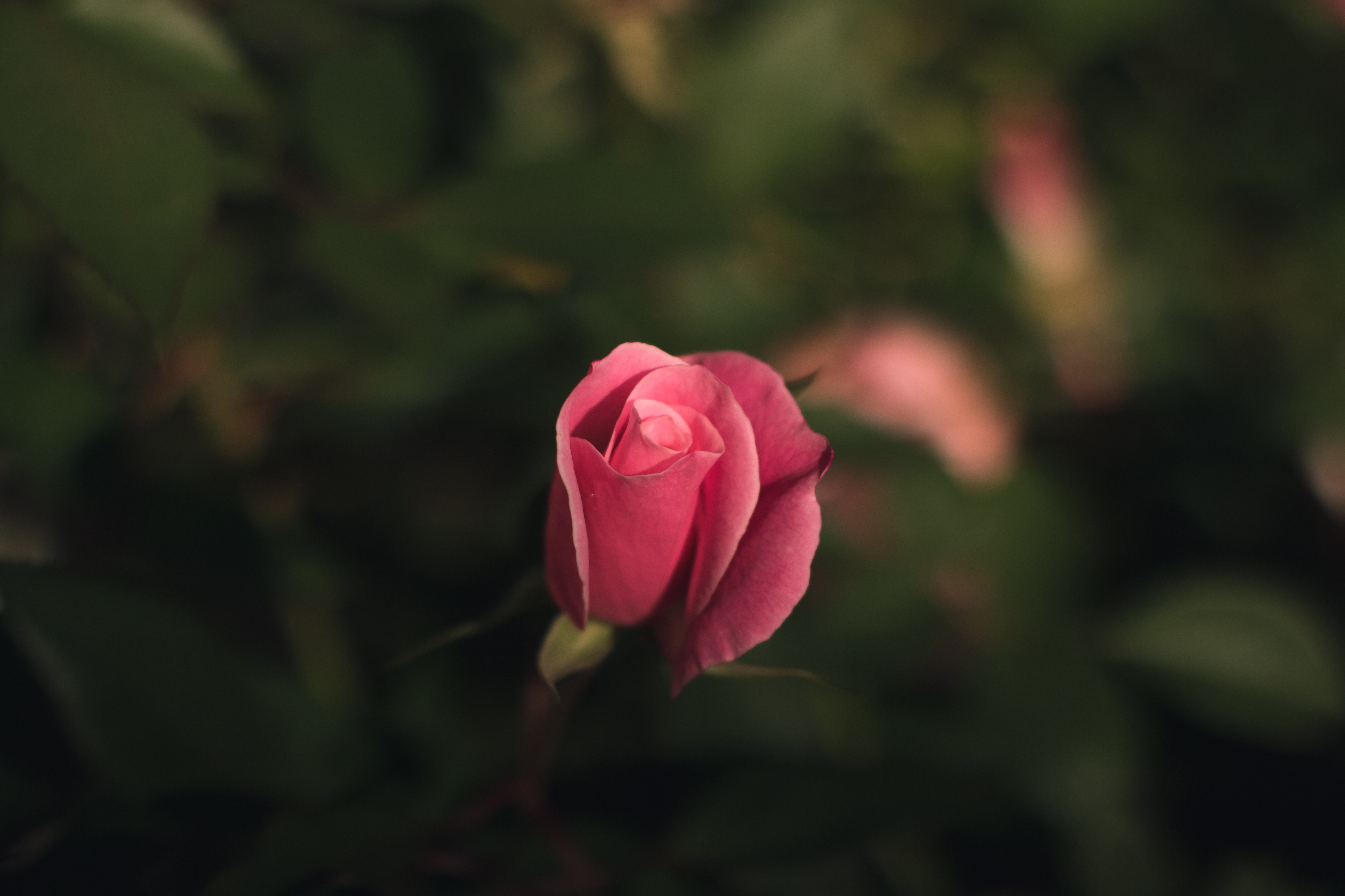 Rose Bud Pink Blur