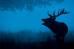 deer silhouette 4k