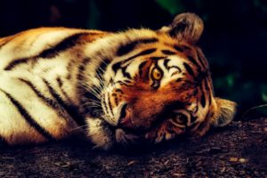 Tiger Animal Wildlife Resting