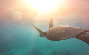 Turtle Underwater 4K