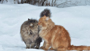 Cats, Couple, Snow, Winter, Kiss
