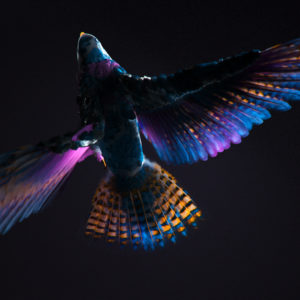 Colorful CGI Bird Wallpapers