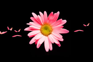 Pink Daisy HD Wallpapers