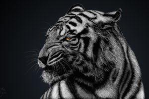 Tiger Artwork HD Wallpapers