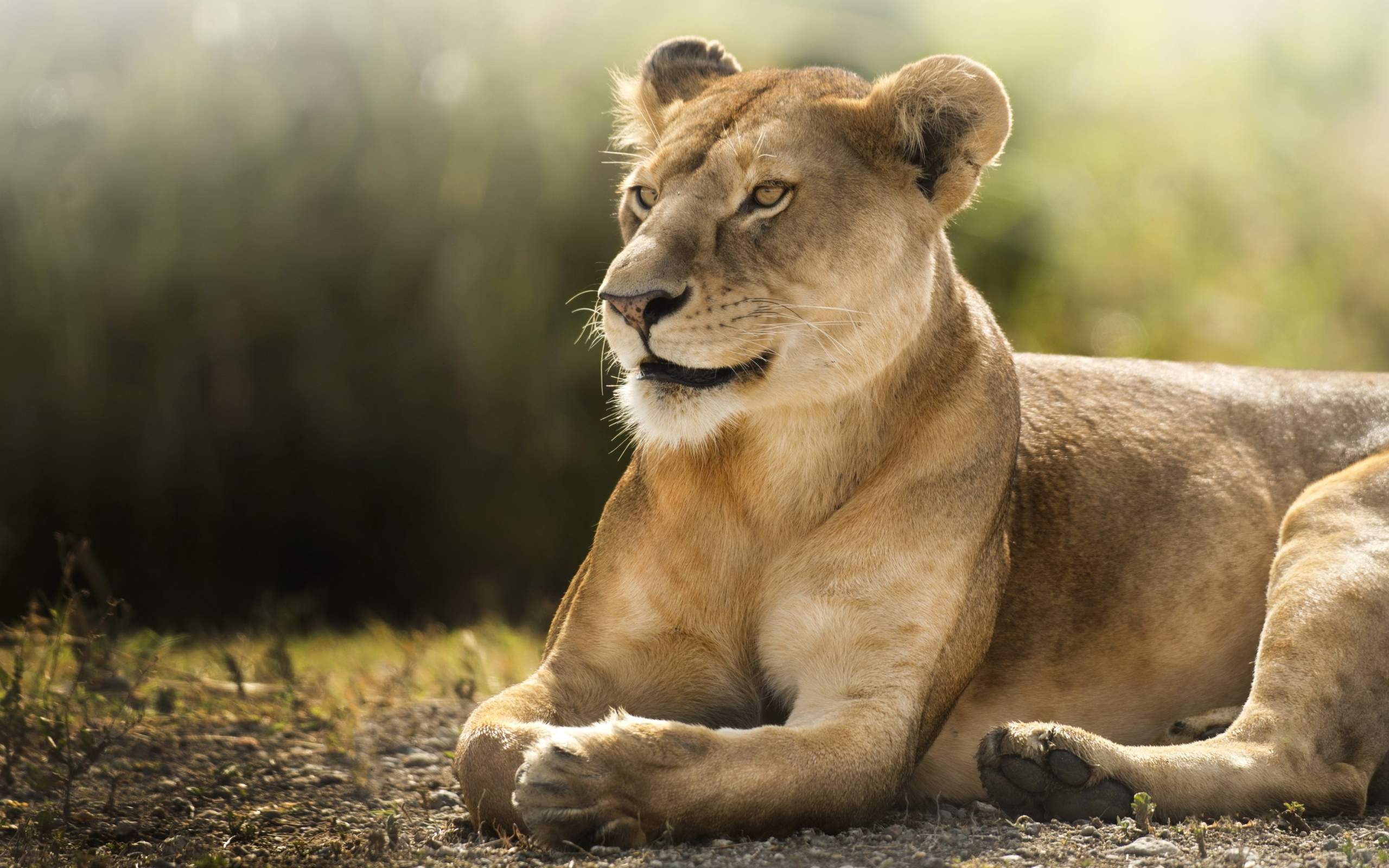 African Lioness HD Wallpapers