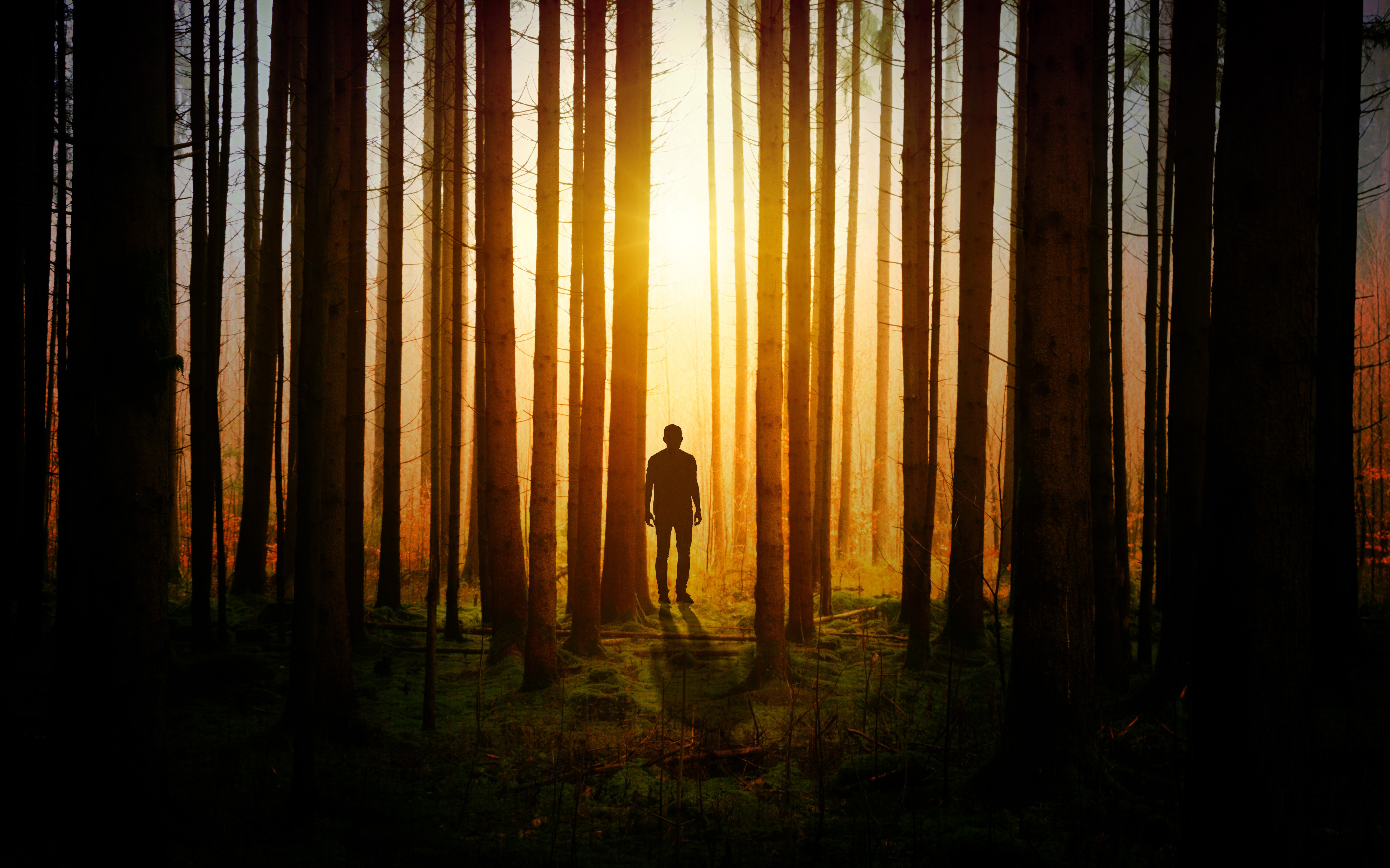 Alone in Forest Sunset 4K Wallpapers
