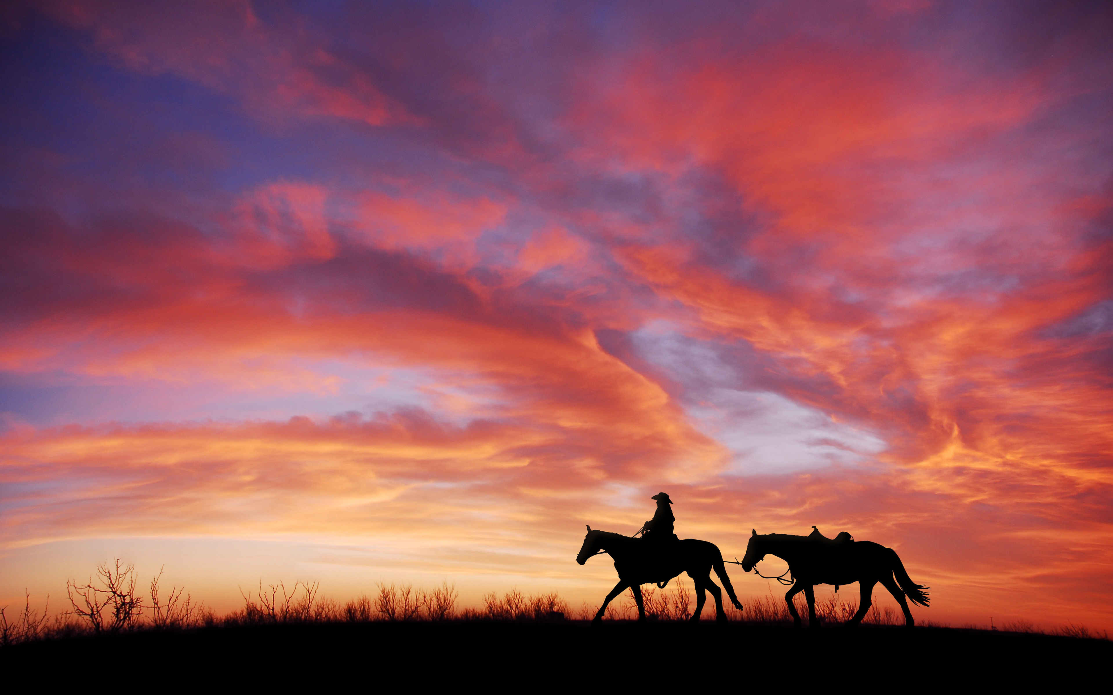 Cowboy Horses 4K Wallpapers
