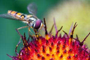 Hoverfly Pollination 4K Wallpapers