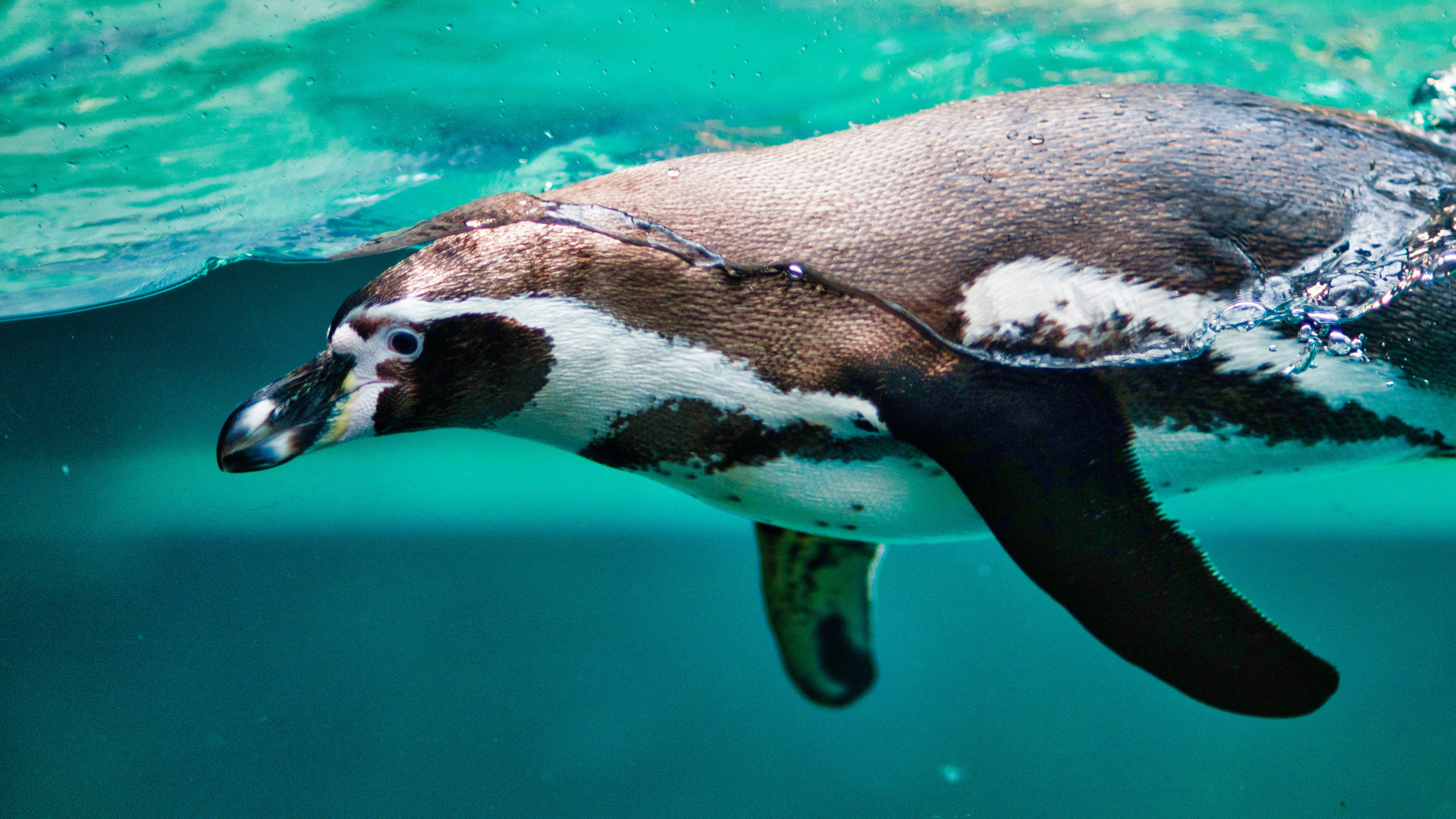 Penguin in Aquarium 4K Wallpapers
