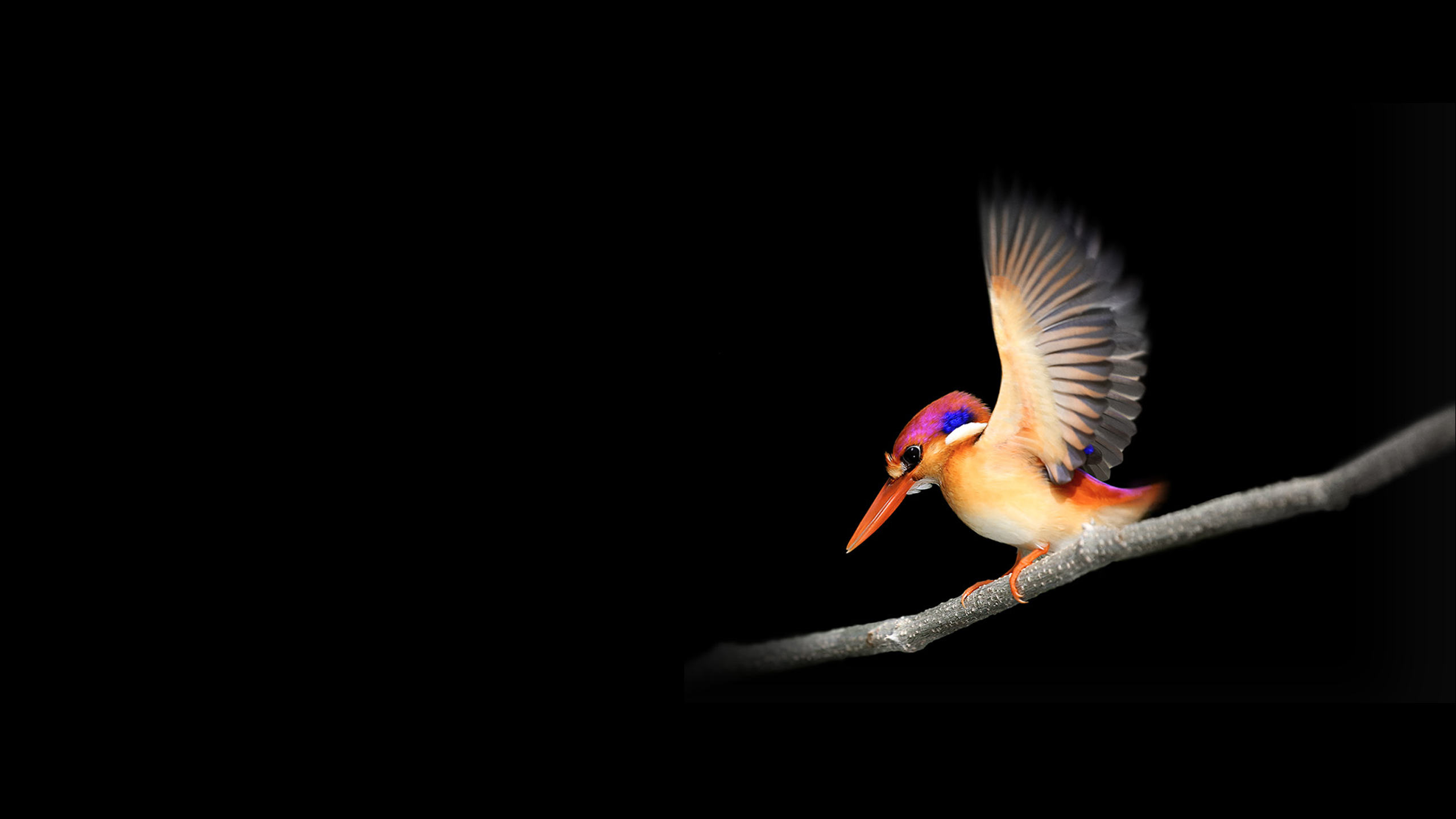 Woodpecker Microsoft Surface Go Wallpapers