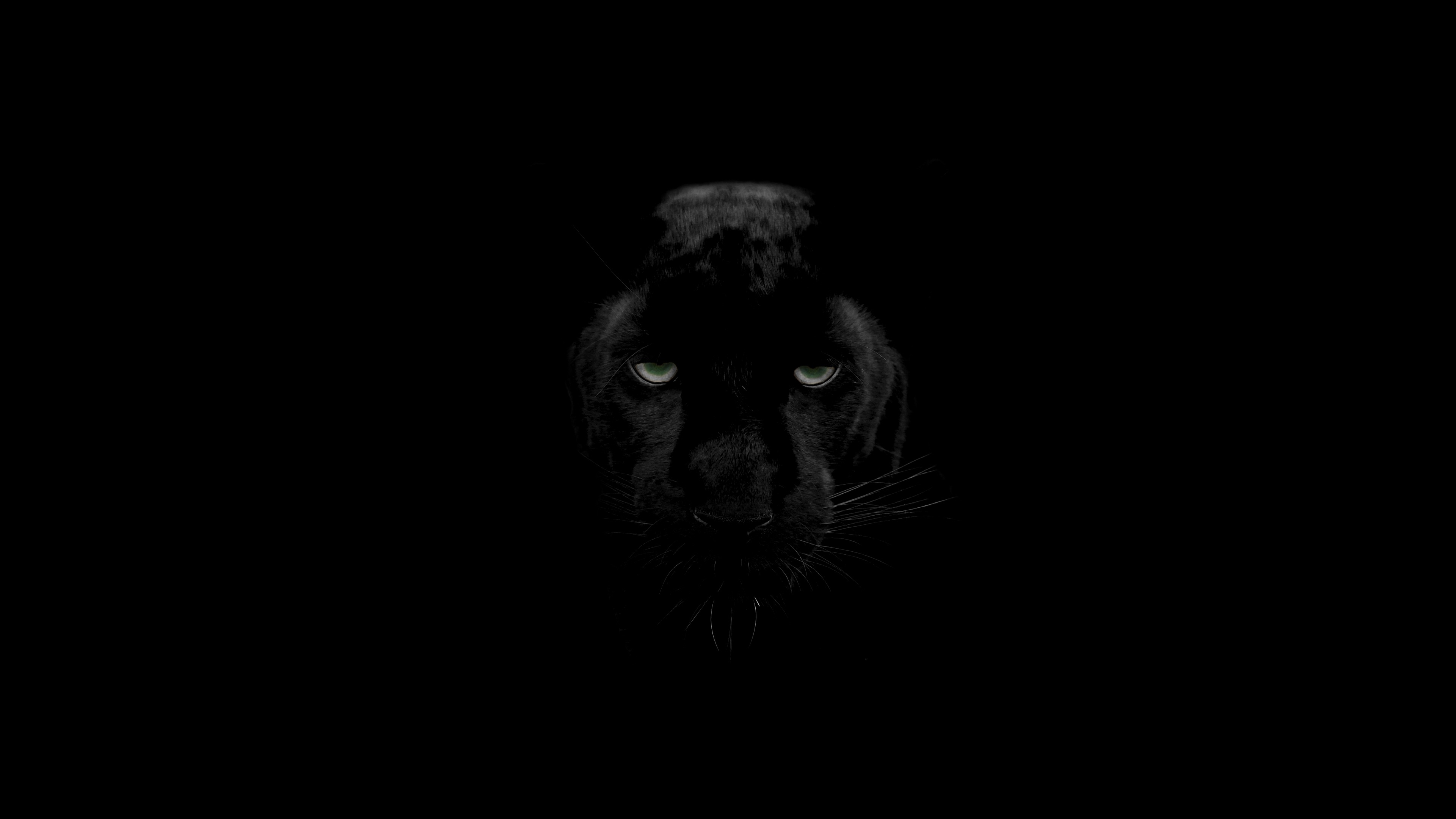 Black Panther 4K Wallpapers