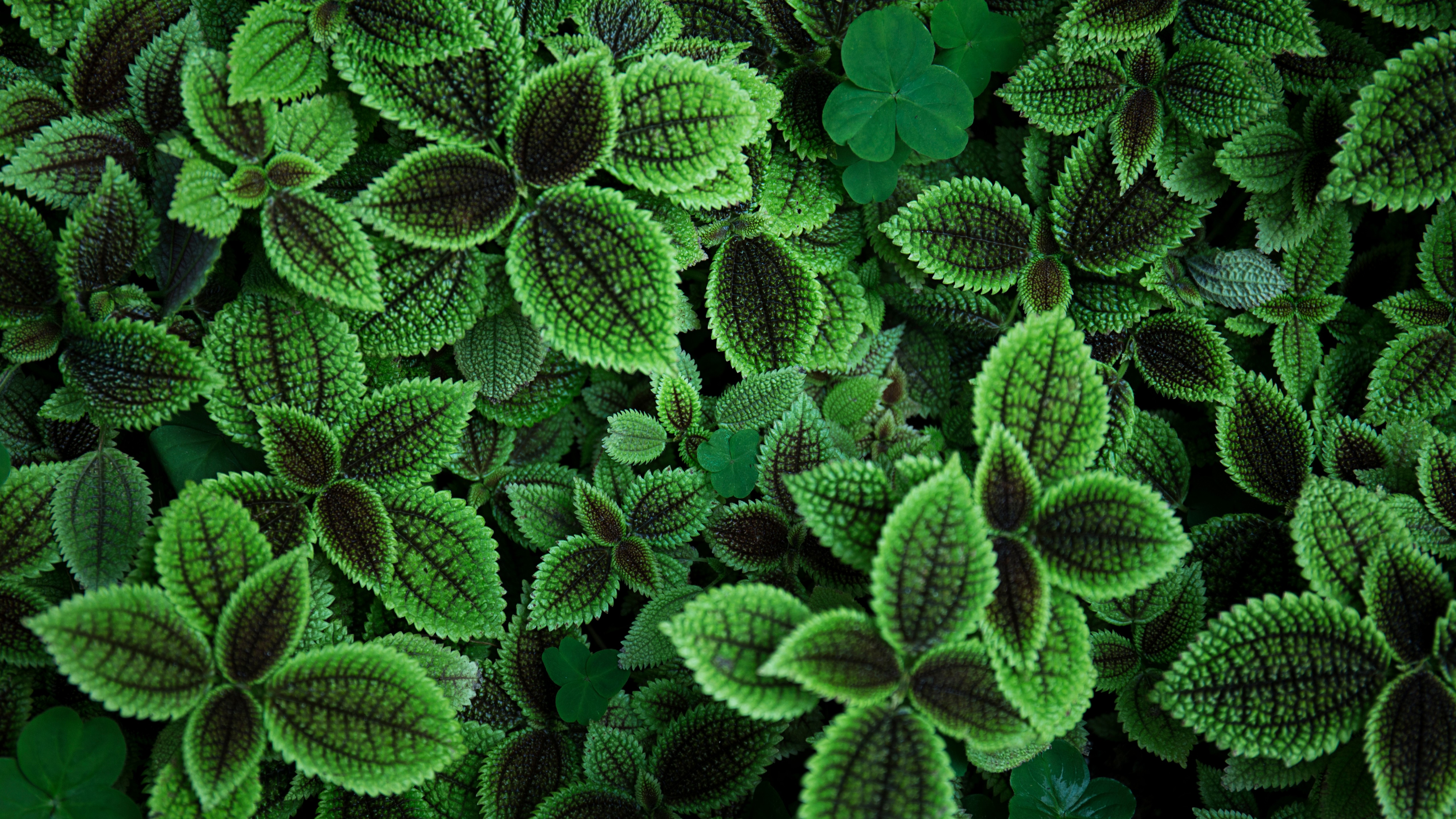 Green leaves 5K Wallpapers