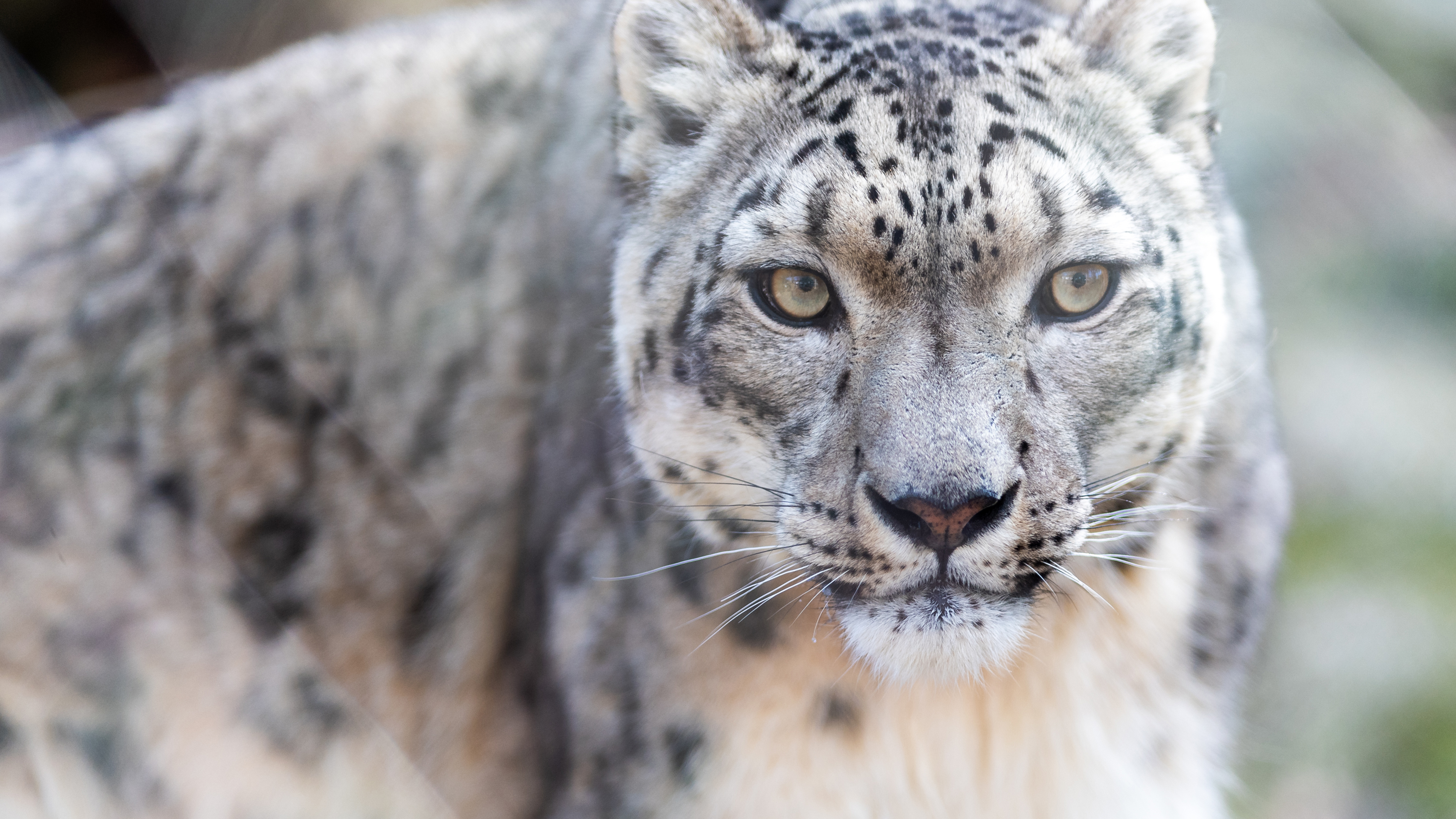 Snow leopard 4K
