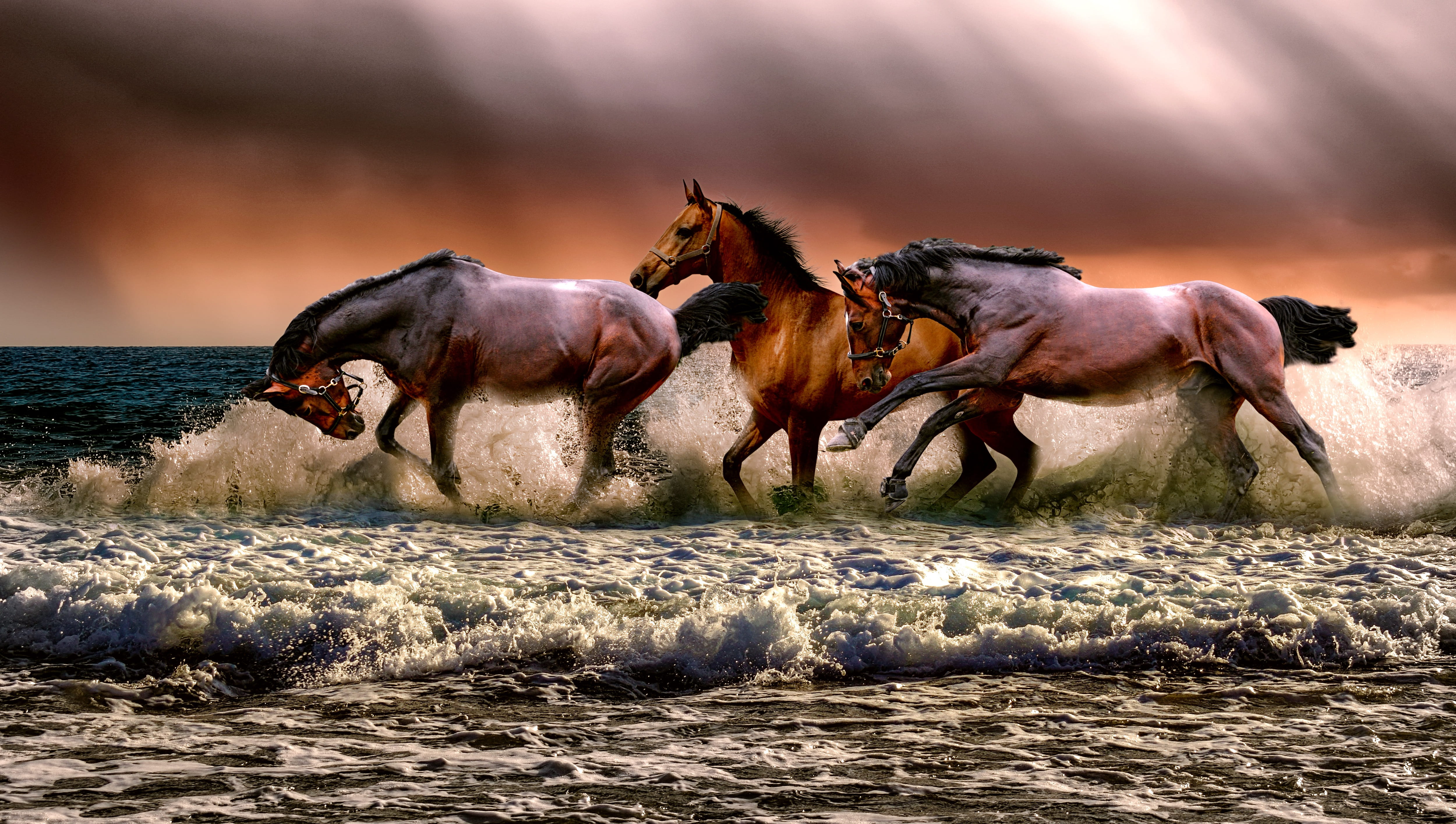 Three galloping horses on body of water HD Wallpapers | HD Wallpapers