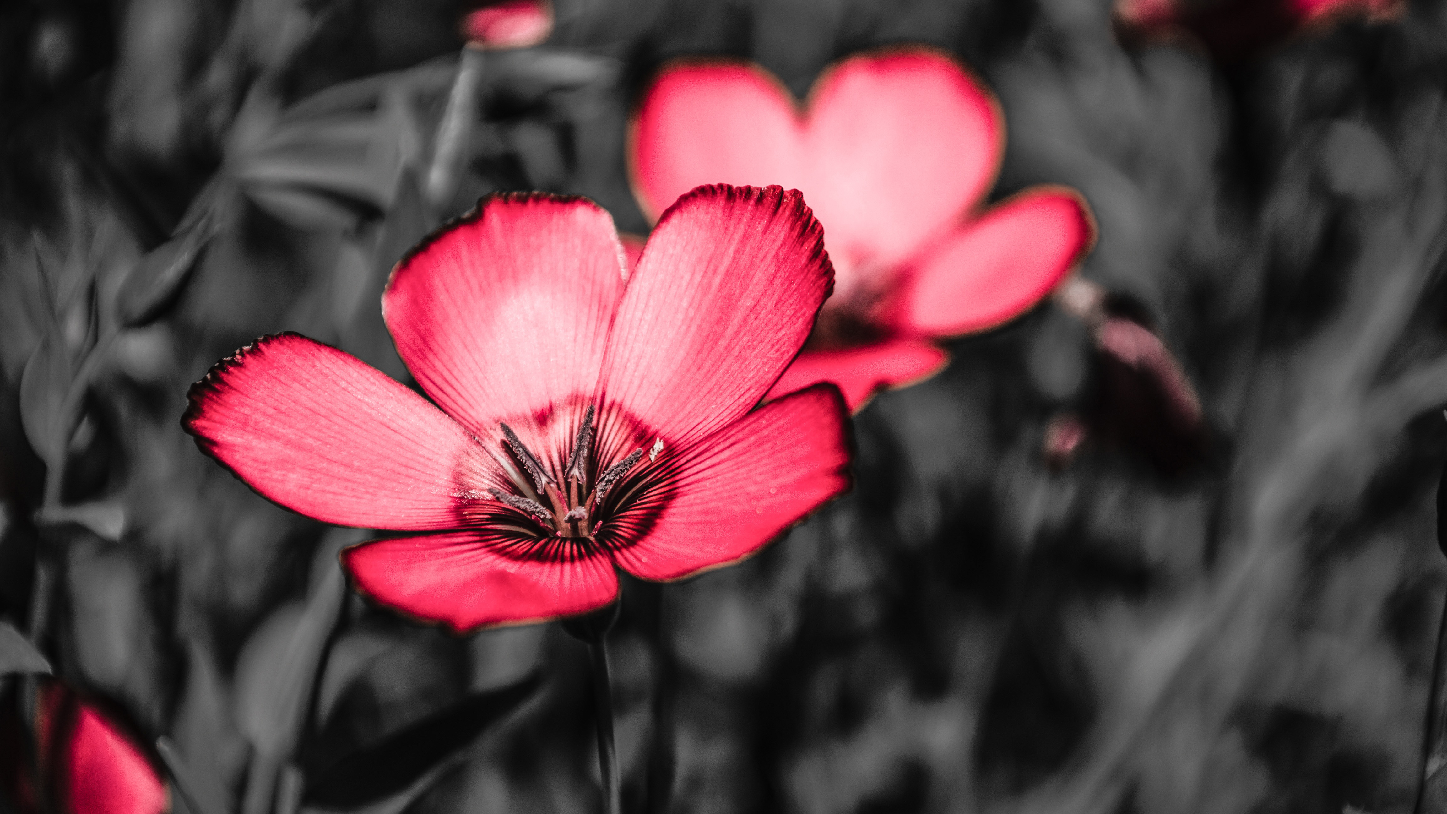 Pink Flowers 4K