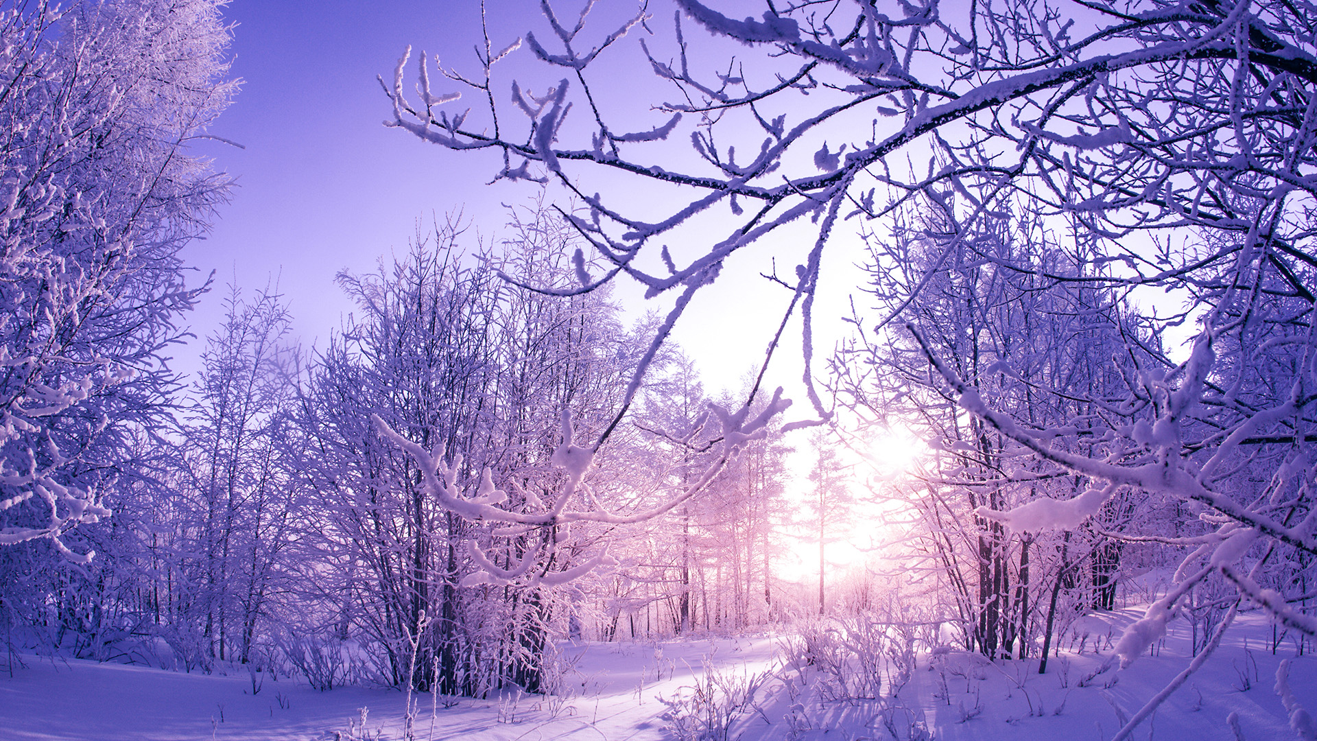 Snow covered Winter Trees Wallpapers | HD Wallpapers