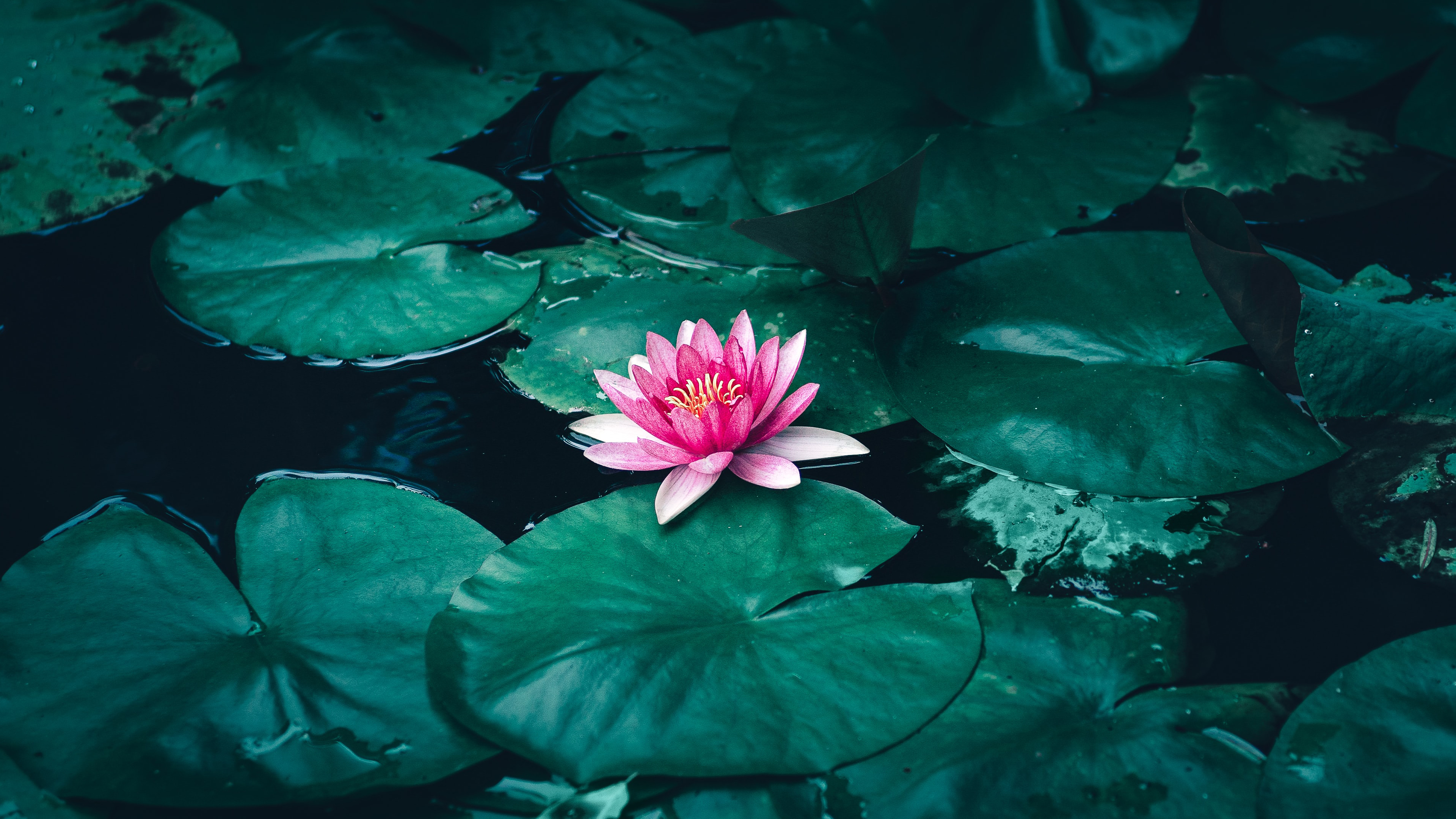 Lotus Flower in Water 4K