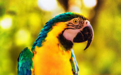 Macaw Parrot Bird Bright Branch 4K HD