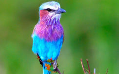Cute Blue And Purple Bird Is Sitting On Edge Of Tree Branch In Green Background HD Animals Wallpapers