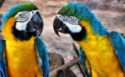 Yellow Blue Sharp Nose Parrots In Blur Background HD Animals Wallpapers