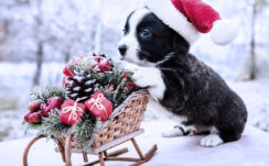 Black White Puppy Is Lying Down On Floor Near Christmas Ornaments Sled Wearing Santa Hat HD Puppy Wallpapers