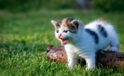 White Kitten With Black And Brown Is On The Grass Field 4K HD Kitten