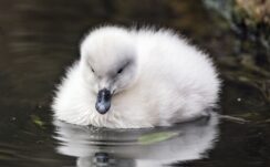 White Duckling Beak Fluffy Pond Water Reflection 4K HD Birds Wallpapers