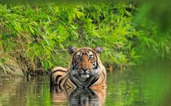 Bengal Tiger Stare Look Animal Reflection Green Leaves Trees On Water Blur Background 4K HD Tiger Wallpapers