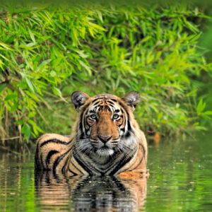 Bengal Tiger Stare Look Animal Reflection Green Leaves Trees On Water Blur Background 4K HD Tiger Wallpapers