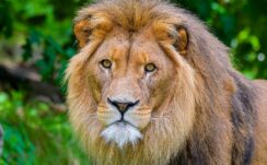 Closeup View Stare Look Lion Predator Wild Animal Glance Green Blur Bokeh Background 4K HD Lion Wallpapers